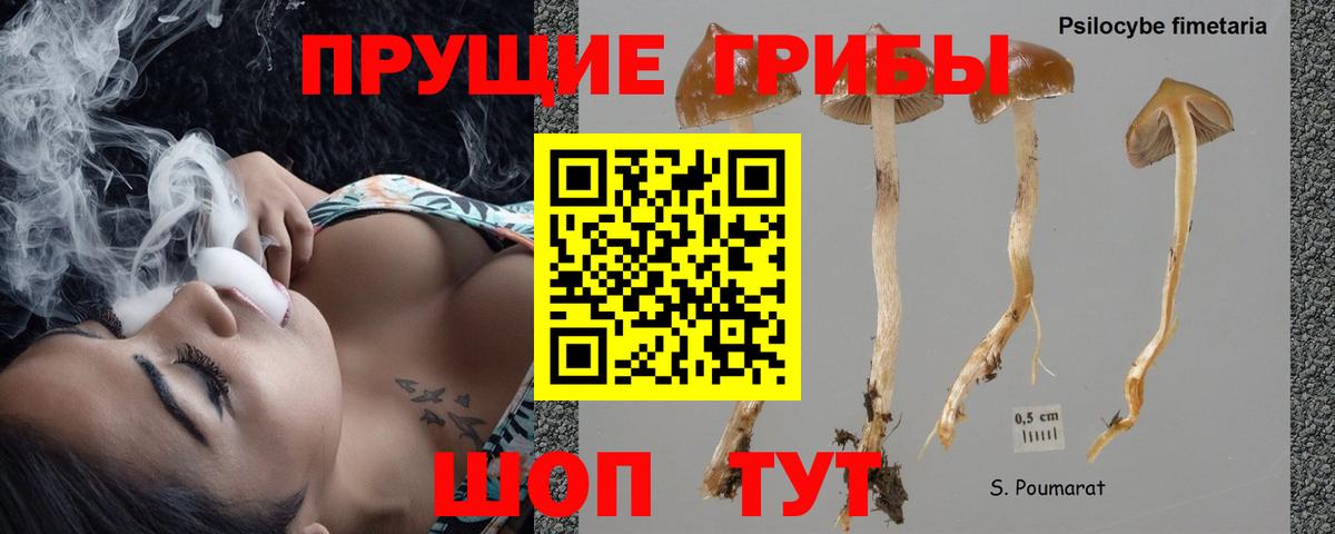 Псилоцибиновые грибы Psilocybe  Вход с VPN  Ярцево 